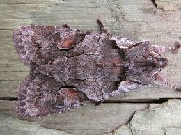 Attēlu rezultāti vaicājumam “Lithophane furcifera”