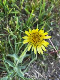 Image result for Tragopogon pratensis