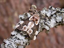 Attēlu rezultāti vaicājumam “Thyatira batis”