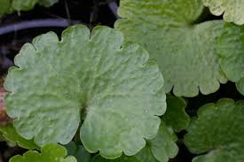 Attēlu rezultāti vaicājumam “Chrysosplenium alternifolium”