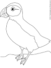 Puffin coloring page