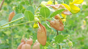 Image result for Colutea x media (arborescens x orientalis)