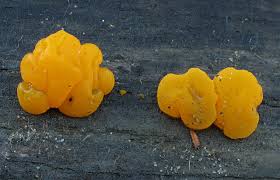 Attēlu rezultāti vaicājumam “Dacrymyces chrysospermus spores”