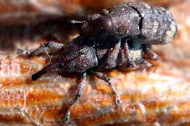 Attēlu rezultāti vaicājumam “Pissodes piniphilus”