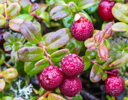Attēlu rezultāti vaicājumam “Vaccinium vitis-idaea fruit”