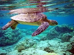 Image result for Chelonia mydas