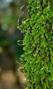 Attēlu rezultāti vaicājumam “Leucodon sciuroides”