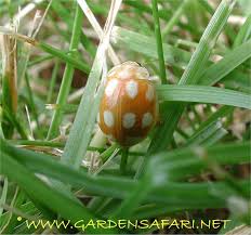 Attēlu rezultāti vaicājumam “Calvia decemguttata”