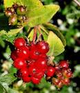 Opinions vary about their toxicity but they are known to cause vomiting, - via Daymix