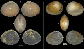 Attēlu rezultāti vaicājumam “Physarum bivalve sessile”