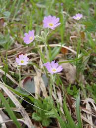 Attēlu rezultāti vaicājumam “Primulaceae”