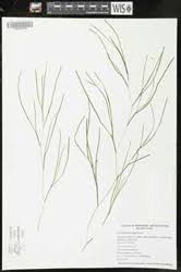 Attēlu rezultāti vaicājumam “Stuckenia filiformis flower”