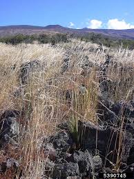 Attēlu rezultāti vaicājumam “Arrhenatherum elatius”