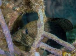 Image result for Cephalopholis cruentata