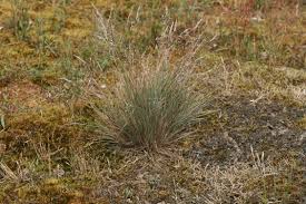 Attēlu rezultāti vaicājumam “Corynephorus canescens fruit”