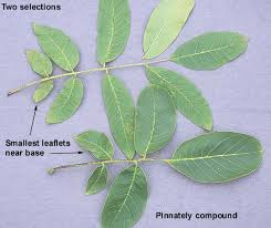 Attēlu rezultāti vaicājumam “Juglans cinerea leaf”