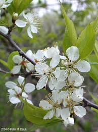 Attēlu rezultāti vaicājumam “Prunus (plum-tree) flower”