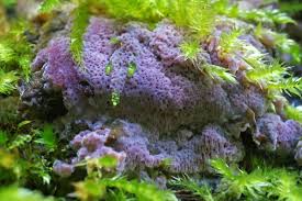 Attēlu rezultāti vaicājumam “Ceriporia”