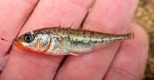 Attēlu rezultāti vaicājumam “Gasterosteus aculeatus”