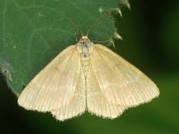 Attēlu rezultāti vaicājumam “Chlorissa viridata”