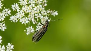 Attēlu rezultāti vaicājumam “Oedemera sp.”