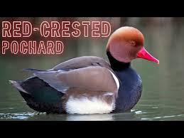 Image result for Netta rufina