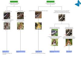 Attēlu rezultāti vaicājumam “Lopinga achine upperside”