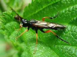 Attēlu rezultāti vaicājumam “Tenthredo campestris female”