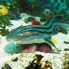 Image result for Poroderma africanum