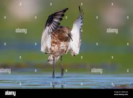 Attēlu rezultāti vaicājumam “Calidris ferruginea adult”