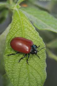 Attēlu rezultāti vaicājumam “Chrysomela populi”