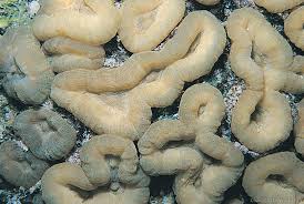 Attēlu rezultāti vaicājumam “Scardia boletella exuvia”