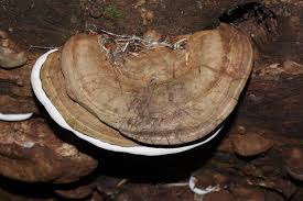 Attēlu rezultāti vaicājumam “Ganoderma applanatum”