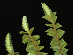 Attēlu rezultāti vaicājumam “Plagiochila porelloides”