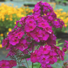 Attēlu rezultāti vaicājumam “Phlox paniculata”