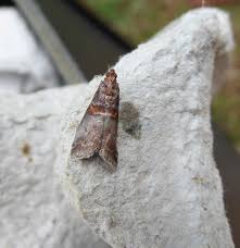 Attēlu rezultāti vaicājumam “Acrobasis advenella”