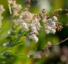Attēlu rezultāti vaicājumam “Lepidium latifolium”