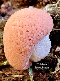 Attēlu rezultāti vaicājumam “Tubifera ferruginosa (subsp. ferruginosa) macro”