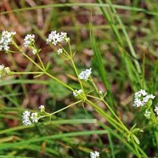 Attēlu rezultāti vaicājumam “Galium palustre”