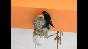 Attēlu rezultāti vaicājumam “Hirundo rustica nest”