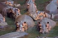 Hippopotamidae - Wikipedia