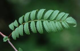 Attēlu rezultāti vaicājumam “Sorbus aucuparia leaf”