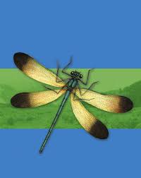 Attēlu rezultāti vaicājumam “Tortula lingulata macro”