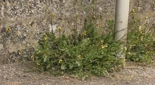 Attēlu rezultāti vaicājumam “Diplotaxis muralis flower”