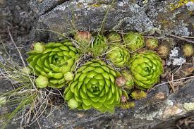 Attēlu rezultāti vaicājumam “Jovibarba globifera flower”