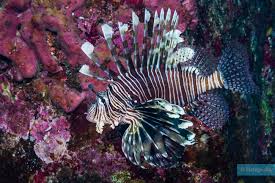 Image result for Pterois miles