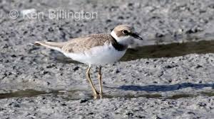 Attēlu rezultāti vaicājumam “Charadrius dubius”