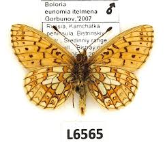 Attēlu rezultāti vaicājumam “Boloria eunomia”