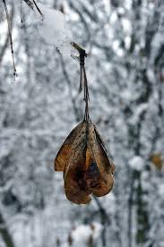 Attēlu rezultāti vaicājumam “Acer negundo fruit”
