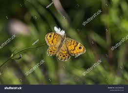 Attēlu rezultāti vaicājumam “Lasiommata megera”